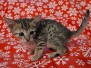 Savannah F-7SBT Female #2 DOB 10-26-21