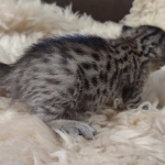 Savannah F-7SBT Female DOB 10/26/21