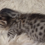 Savannah F-7SBT Female DOB 10/26/21