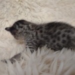 Savannah F-7SBT Female DOB 10/26/21