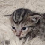 Savannah F-7SBT Female DOB 10/26/21