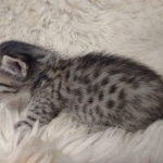 Savannah F-7SBT Female DOB 10/26/21