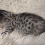 Savannah F-7SBT Female DOB 10/26/21