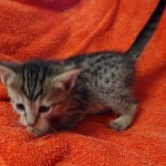 Savannah F-7SBT Female DOB 10/26/21