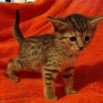 Savannah F-7SBT Female DOB 10/26/21