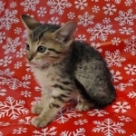 Savannah F-7SBT Female DOB 10/26/21