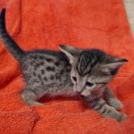 Savannah F-7SBT Female DOB 10/26/21