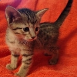 Savannah F-7SBT Female DOB 10/26/21