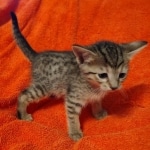 Savannah F-7SBT Female DOB 10/26/21