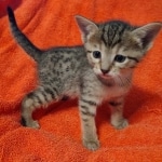 Savannah F-7SBT Female DOB 10/26/21