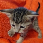 Savannah F-7SBT Female DOB 10/26/21