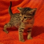 Savannah F-7SBT Female DOB 10/26/21