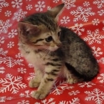 Savannah F-7SBT Female DOB 10/26/21