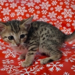 Savannah F-7SBT Female DOB 10/26/21