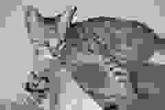 Savannah F-7SBT Female #2 DOB 7-13-20