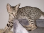 Savannah F-7SBT Female #2 DOB 7-13-20