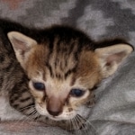 Savannah, F-7SBT, female, BST, DOB 7-13-20