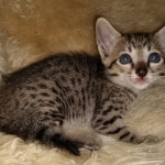 Savannah, F-7SBT, female, BST, DOB 7-13-20