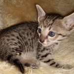 Savannah, F-7SBT, female, BST, DOB 7-13-20