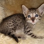Savannah, F-7SBT, female, BST, DOB 7-13-20