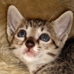 Savannah, F-7SBT, female, BST, DOB 7-13-20