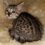 Savannah, F-7SBT, female, BST, DOB 7-13-20