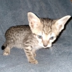 Savannah, F-7SBT, female, BST, DOB 7-13-20