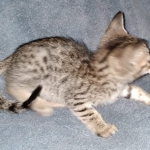 Savannah, F-7SBT, female, BST, DOB 7-13-20