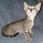 Savannah, F-7SBT, female, BST, DOB 7-13-20