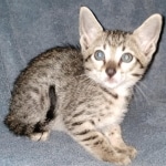 Savannah, F-7SBT, female, BST, DOB 7-13-20