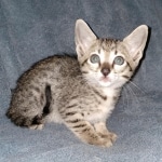 Savannah, F-7SBT, female, BST, DOB 7-13-20