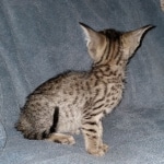 Savannah, F-7SBT, female, BST, DOB 7-13-20