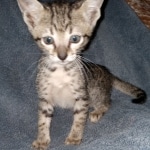 Savannah, F-7SBT, female, BST, DOB 7-13-20