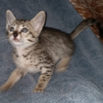 Savannah, F-7SBT, female, BST, DOB 7-13-20