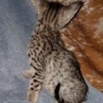 Savannah, F-7SBT, female, BST, DOB 7-13-20