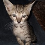 Savannah, F-7SBT, female, BST, DOB 7-13-20