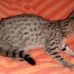 Savannah, F-7SBT, female, BST, DOB 7-13-20