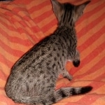 Savannah, F-7SBT, female, BST, DOB 7-13-20