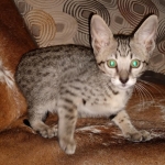 Savannah, F-7SBT, female, BST, DOB 7-13-20