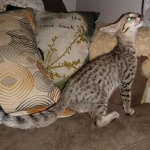 Savannah, F-7SBT, female, BST, DOB 7-13-20