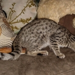 Savannah, F-7SBT, female, BST, DOB 7-13-20