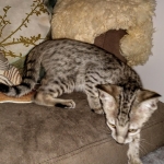 Savannah, F-7SBT, female, BST, DOB 7-13-20
