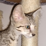 Savannah, F-7SBT, female, BST, DOB 7-13-20