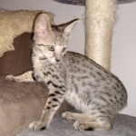 Savannah, F-7SBT, female, BST, DOB 7-13-20