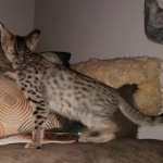 Savannah, F-7SBT, female, BST, DOB 7-13-20