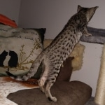 Savannah, F-7SBT, female, BST, DOB 7-13-20