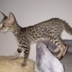 Savannah, F-7SBT, female, BST, DOB 7-13-20