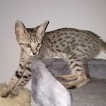 Savannah, F-7SBT, female, BST, DOB 7-13-20