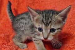 Neffi Savannah F-7SBT female #3 DOB 10-26-21