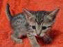 Neffi Savannah F-7SBT female #3 DOB 10-26-21